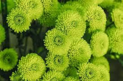 BJUBAS Chrysanthemum seed for home garden pack of 19 Seed(19 per packet)