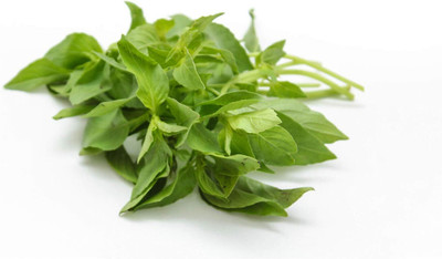 WILLVINE Hybrid Hairy Basil,Thai Lemon Basil-[2000 Seeds] Seed(2000 per packet)