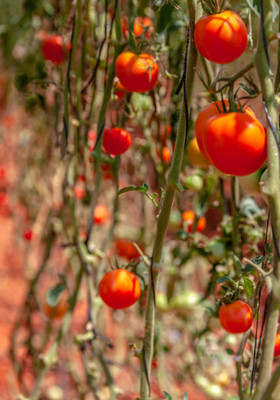 oiver tomato Seed(135 per packet)
