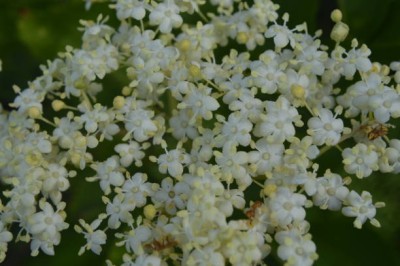 FRESHO gypsophila flower Seed(100 per packet)