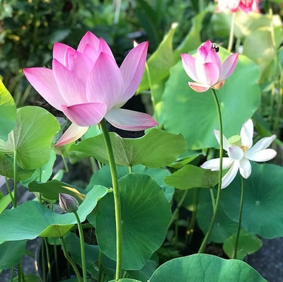 LPR LOTUS ,KAMAL GATTA Seed(20 per packet)