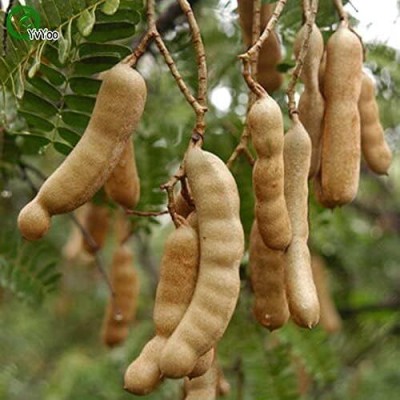 Aywal Malabar Tamarind Seed(9 per packet)