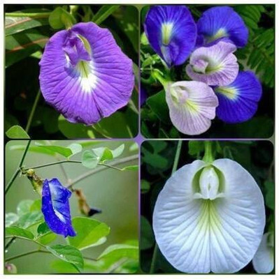 the green dotcom Butterfly Pea, Neelkanta Flower Seeds, Aparajita Seed(5 per packet)