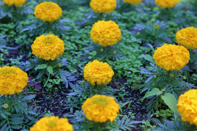 VenHub marigold/gende ka phool flower seeds Seed(75 per packet)