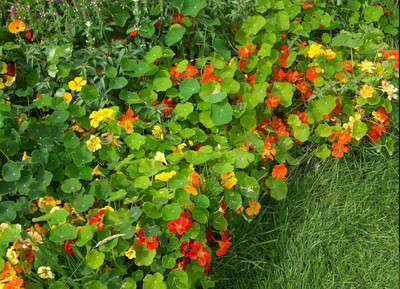 Aywal Nasturtium Dwarf Single Mixed Flower Seed(46 per packet)