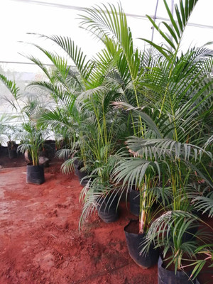 Seedsqlty Palm tree live plant indoor seeds Seed(15 per packet)