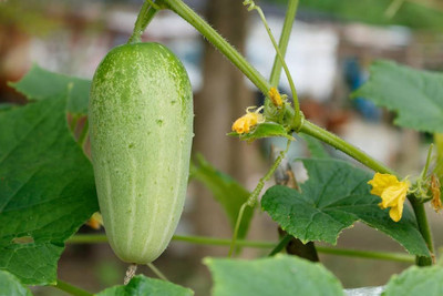ibains Desi cucumber seeds Seed(28 per packet)