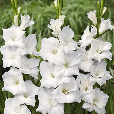 CRGO GLADIOULUS Seed(15 per packet)