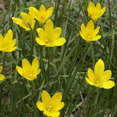 CYBEXIS VXI-53 - Yellow Rain Lily - (60 Seeds) Seed(60 per packet)
