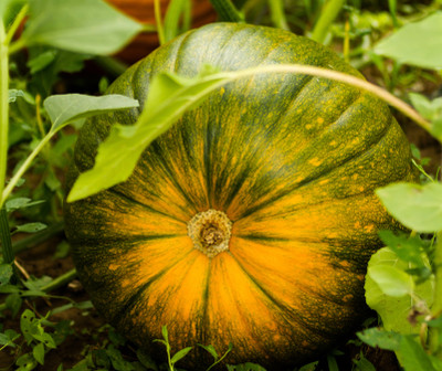 jkfarm Pumpkin, Kaddu, Kumro Seed(25 per packet)