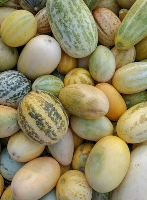 the green dotcom Foot Desi Kachri Quality Fruit Seeds Seed(105 per packet)