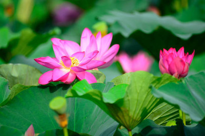 AAKASH lotus,kamal gatta Seed(10 per packet)