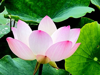 UPASSANA lotus,kamal seeds Seed(20 per packet)