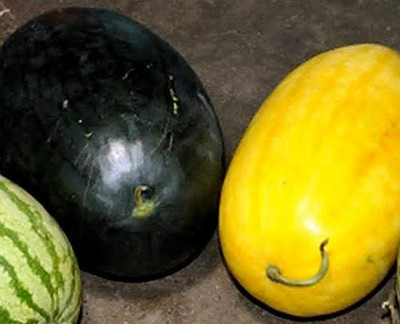 CYBEXIS NBIR-8 - Multicolor Watermelon Mix - (1350 Seeds) Seed(1350 per packet)