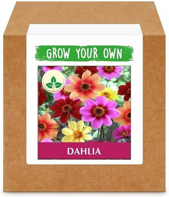 CYBEXIS Dahlia-50 Seeds Seed(50 per packet)