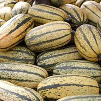 CYBEXIS Nutritious Special Sweet Dumpling Squash 400 Seeds Seed(400 per packet)