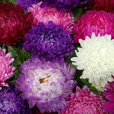 NooElec Seeds India All Seasons Paeony Aster Garden Cut Flower Mixed Seed(35 per packet)