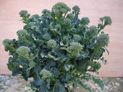 WILLVINE HAR -VIII Atlantis Brokali - Cross Between broccoli & Kale [25g] Seed(7500 per packet)