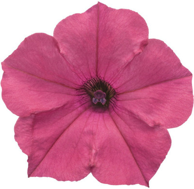 Quentova Fuchsia Petunia hybrid-VS-2S Seed(100 per packet)