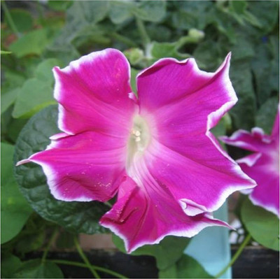 WILLVINE ™ Red Picotee Morning Glory (Ipomoea Nil)-2000 SEEDS Seed(2000 per packet)