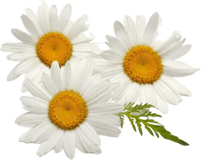 CYBEXIS XL-29 - Roman Chamomile - (250 Seeds) Seed(250 per packet)