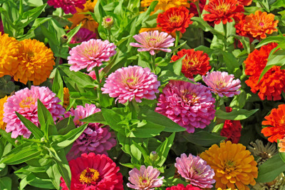 Pbevergreen Zinnia Double Multicolour Flower Seed(350 per packet)