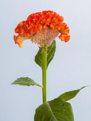 Lorvox Cockscomb Flower F1 Hybrid Seed(90 per packet)