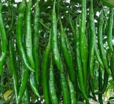 Wellspring CW45 CHILLI (MIRCH OR MIRCHI) SEED BEST QUALITY F1 HYBRID PRODUCER CHOICE SEED FOR YOUR HOME GARDENING. CHILLI IS FROM SOLANACEAE FAMILY AND ITS SCIENTIFIC NAME IS CAPSICUM FRUTESCENS. CHILLI IS A SPICE PLANT PACK OF 1 (15O SEEDS) Seed(150 per packet)