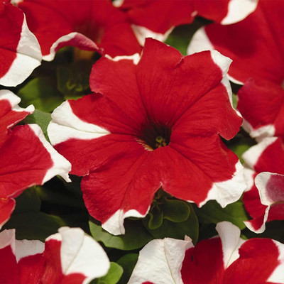 VibeX LX-47 - Petunia - Madness Series Flower - Red Picotee Blooms - (60 Seeds) Seed(60 per packet)