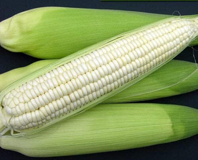 WILLVINE SYN -XII White Sticky Waxy Corn Seeds-[100g] Seed(400 per packet)