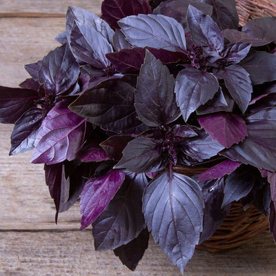 Glance DEEP PURPLE BASIL (Ocimum basilicum) Seed(120 per packet)