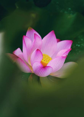 Digikida lotus,kamal gatta Seed(14 per packet)