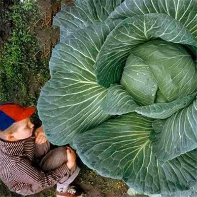 CYBEXIS Giant Russian Cabbage Seeds 2000 Seeds Seed(2000 per packet)