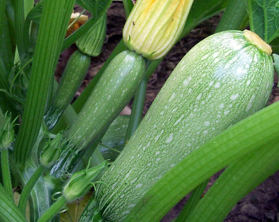 Qualtivate PUA-3A Grey Zucchini Squash Seeds Seed(30 per packet)