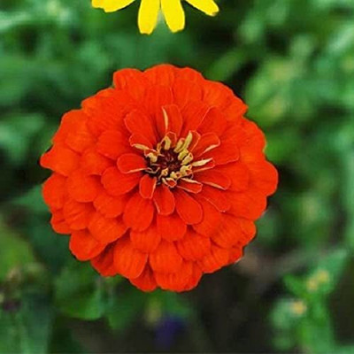 Lorvox Zinnia Lilliput Zinnia Dahlia & Zinnia Pulcino Flowers Seed(90 per packet)