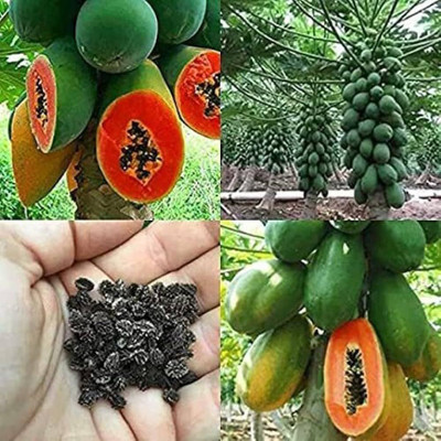 AMAJIT Hybrid papaya seeds for home garden Seed(50 per packet)