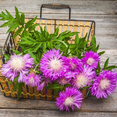Aywal Garden flower mix color Sweet Sultan Seed(100 per packet)