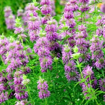 Qualtivate PUAS-5A Lemon Mint BEE Balm Seed(200 per packet)