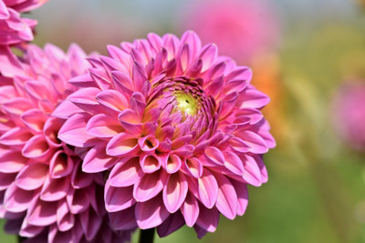 Jasoos dahlia seeds hybrid Seed(20 per packet)