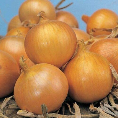 CYBEXIS F24Seeds of Onion Ailsa Craig2000 Seeds Seed(2000 per packet)