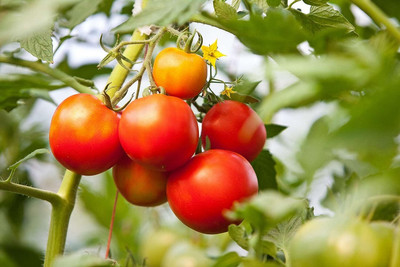 WILLVINE Imp. Better Boy Hybrid Tomato Seeds [10g, 3000 Seeds] Seed(3000 per packet)