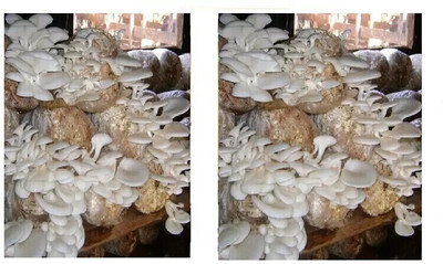 Arko Oyster Mushroom Spawn Grain Seeds – First Generation High Yield White Mycelium Seed(200 g)