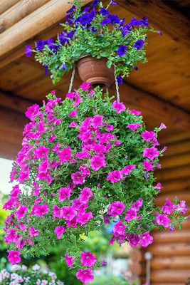 Aywal Petunia Ultra Star Seed(70 per packet)