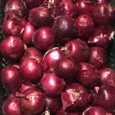 WATIKA Nasik Onion Seed(2000 per packet)