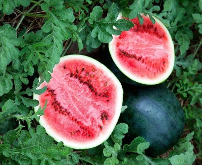 Qualtivate GBPT-5A Watermelon Black Beauty Rare Giant Fruit Seed(100 per packet)