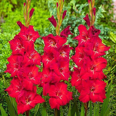 CRGO GLADIOULUS Seed(18 per packet)