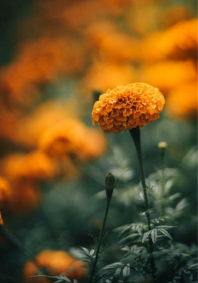 VERTISE African गेंदे का फूल / Marigold (Genda) Orange Seed(100 per packet)