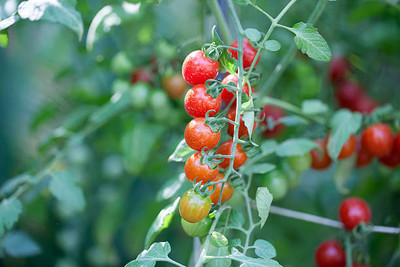 NATURE FARM tomato Seed(135 per packet)