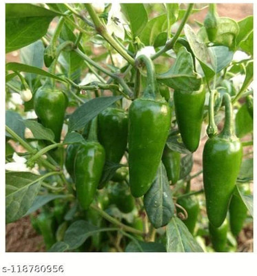 JAYANTAHALDER Mirchi Seed(230 per packet)