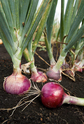 KANAYA Onion Red Kanda Vegetable Seed(60 per packet)